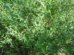 Genista obtusiramea