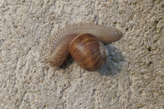 Helix pomatia