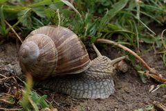 Helix pomatia