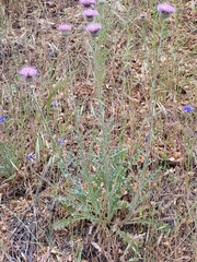 Cirsium andersonii