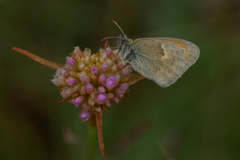 Coenonympha pamphilus