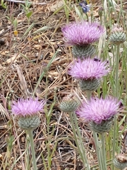 Cirsium andersonii