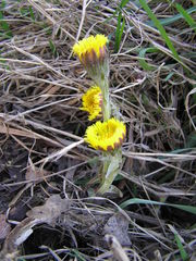 Tussilago farfara