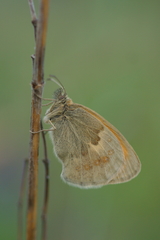Coenonympha pamphilus
