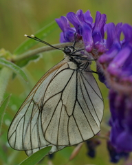 Aporia crataegi