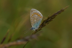 Polyommatus icarus