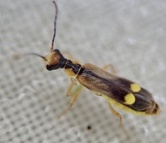 Malthinus seriepunctatus