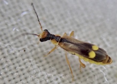 Malthinus seriepunctatus