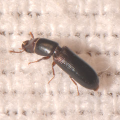 Corticotomus cylindricus
