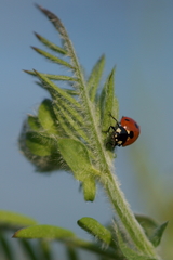 Coccinella septempunctata