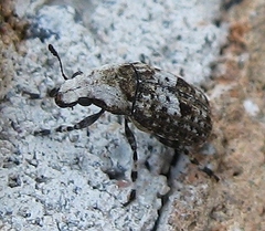 Euparius