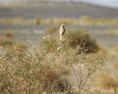 Curruca deserti