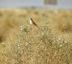 Curruca deserti