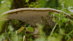 Cerioporus squamosus