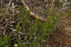 Baccharis rupicola