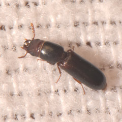 Corticotomus cylindricus