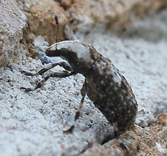 Euparius
