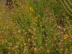 Encelia palmeri