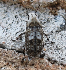 Euparius