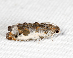 Proteoteras naracana