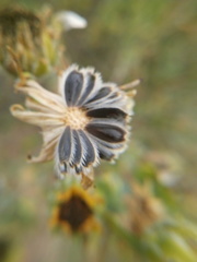 Encelia palmeri