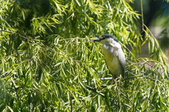 Nycticorax nycticorax