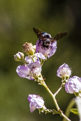 Xylocopa californica californica