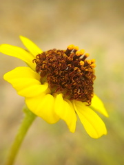 Encelia palmeri