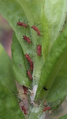 Uroleucon nigrotuberculatum