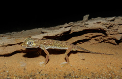Stenodactylus petrii