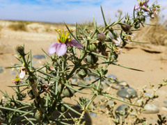 Fagonia longispina