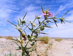 Fagonia longispina