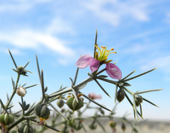 Fagonia longispina