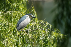 Nycticorax nycticorax