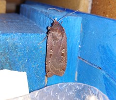 Noctua pronuba