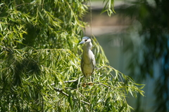 Nycticorax nycticorax