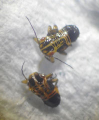 Platycorypha nigrivirga