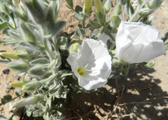 Convolvulus supinus
