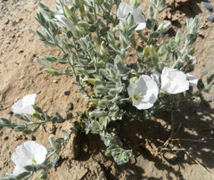 Convolvulus supinus