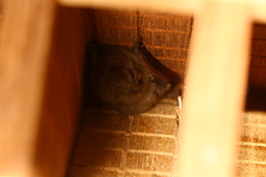 Pipistrellus abramus