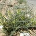 Astragalus gombo gombo - Photo (c) mario_mairal, algunos derechos reservados (CC BY-NC-ND), subido por mario_mairal