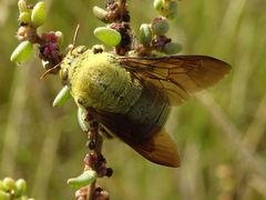 Xylocopa pubescens