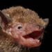 Japanese Pipistrelle - Photo (c) Manuel Ruedi, some rights reserved (CC BY-NC), uploaded by Manuel Ruedi