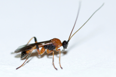 Aleiodes parasiticus