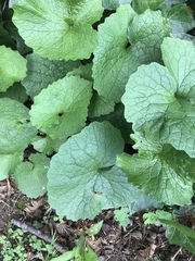 Alliaria petiolata