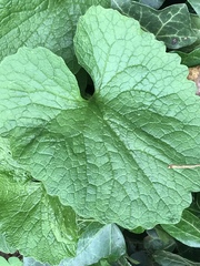 Alliaria petiolata