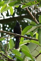 Icterus melanopsis
