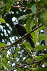 Icterus melanopsis
