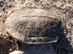 Rhinoclemmys pulcherrima rogerbarbouri