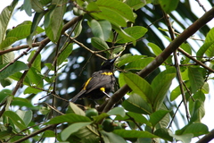 Icterus melanopsis